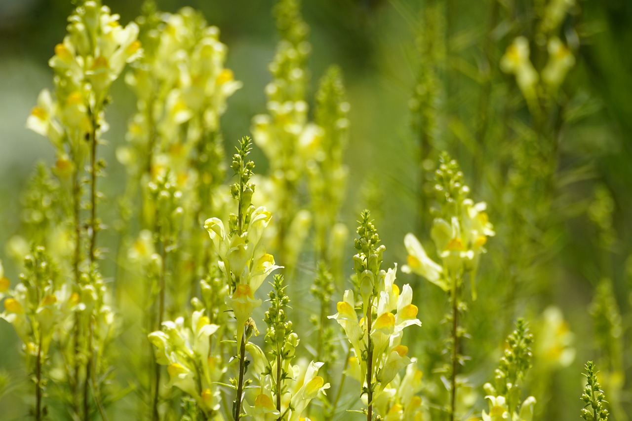 inheemse plantenkwekers in Nederland en België biologisch gekweekte planten